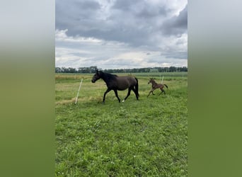 Lusitano, Hengst, veulen (05/2024), 162 cm, Buckskin