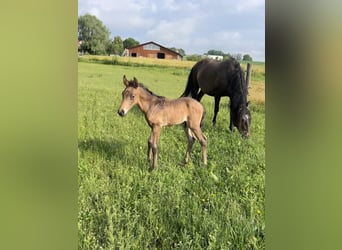 Lusitano, Hengst, veulen (05/2024), 162 cm, Buckskin