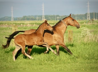 Lusitano, Hengst, veulen (02/2024), 163 cm, Brauner