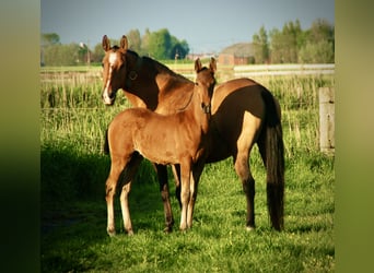 Lusitano, Hengst, veulen (02/2024), 163 cm, Brauner