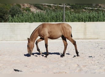 Lusitano, Hengst, veulen (03/2024), 163 cm, Buckskin