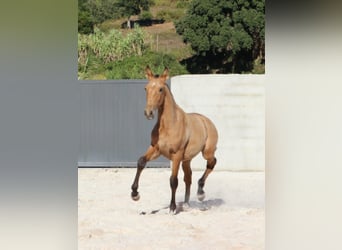 Lusitano, Hengst, veulen (03/2024), 163 cm, Buckskin