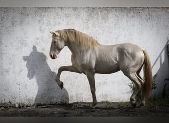 Lusitanos, Hengst, Fohlen (04/2024), 163 cm, Cremello