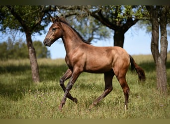 Lusitano, Hengst, veulen (04/2024), 163 cm, Grullo