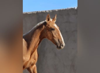 Lusitano, Hengst, veulen (01/2024), 163 cm, Palomino