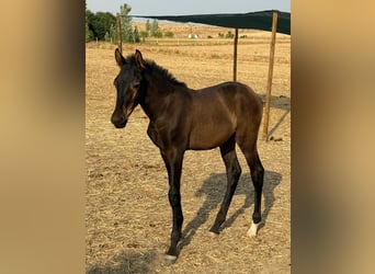 Lusitano, Hengst, Veulen (04/2025), 163 cm, Zwart