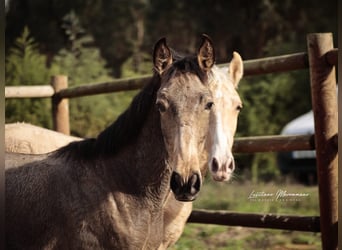 Lusitano, Hengst, Veulen (03/2025), 164 cm, Buckskin