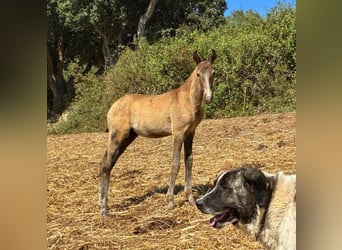 Lusitano, Hengst, Veulen (04/2025), 164 cm, Buckskin
