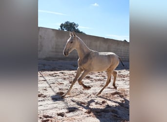 Lusitano, Hengst, Veulen (04/2025), 164 cm, Buckskin