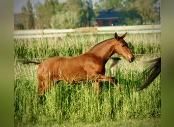 Lusitano, Hengst, veulen (03/2024), 165 cm, Brauner