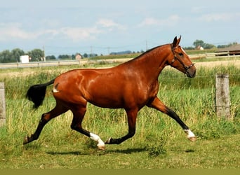 Lusitano, Hengst, veulen (03/2024), 165 cm, Brauner