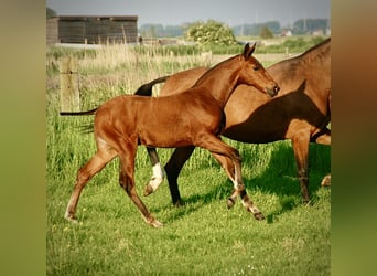 Lusitano, Hengst, veulen (03/2024), 165 cm, Brauner