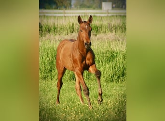 Lusitano, Hengst, veulen (03/2024), 165 cm, Brauner