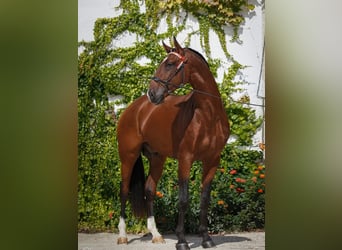 Lusitano, Hengst, Veulen (05/2026), 165 cm, Donkerbruin