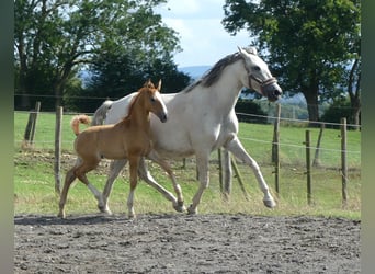 Lusitano, Hengst, veulen (06/2023), 165 cm, Vos