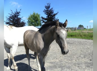Lusitano, Hengst, veulen (06/2023), 165 cm, Vos