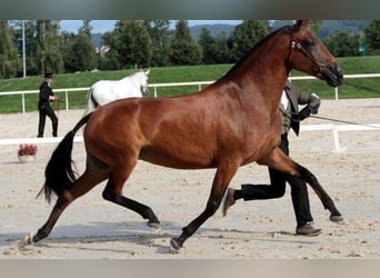 Lusitano, Hengst, Veulen (03/2025), 165 cm, Zwart