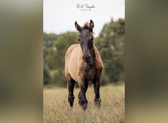 Lusitano, Hengst, Veulen (03/2025), 165 cm, Zwart