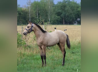 Lusitano, Hengst, Veulen (04/2026), 166 cm, Buckskin