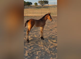 Lusitano, Hengst, Veulen (05/2026), 170 cm, Bruin