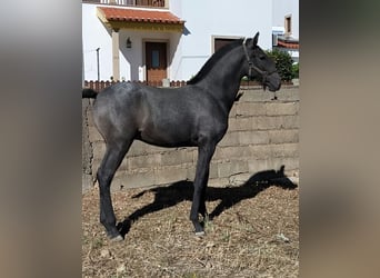 Lusitano, Hengst, Veulen (07/2026), 170 cm, Schimmel