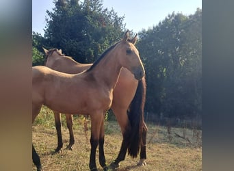 Lusitano, Hengst, Veulen (04/2025), 173 cm, Falbe