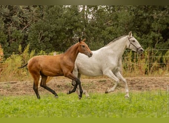 Lusitano, Hengst, veulen (02/2024), Bruin