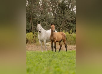 Lusitano, Hengst, veulen (02/2024), Bruin