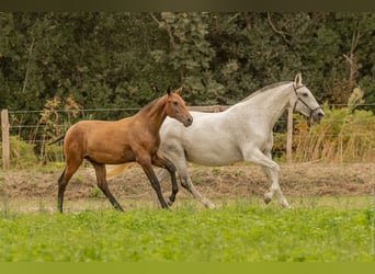 Lusitano, Hengst, veulen (02/2024), Bruin