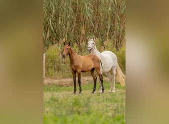 Lusitano, Hengst, veulen (02/2024), Bruin