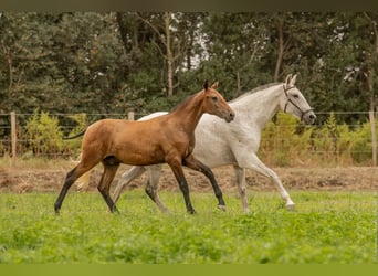 Lusitano, Hengst, veulen (02/2024), Bruin