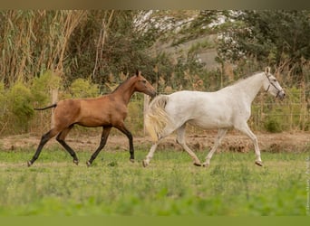 Lusitano, Hengst, veulen (02/2024), Bruin