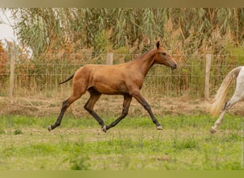 Lusitano, Hengst, veulen (02/2024), Bruin