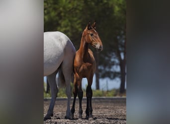 Lusitano, Hengst, veulen (01/2024), Bruin