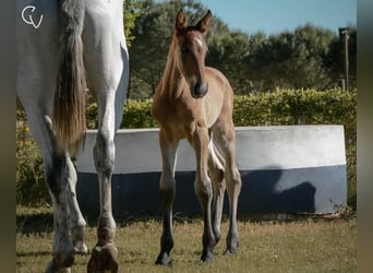 Lusitano, Hengst, veulen (01/2024), Bruin