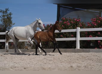 Lusitano, Hengst, veulen (01/2024), Bruin