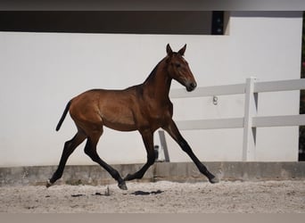 Lusitano, Hengst, veulen (01/2024), Bruin