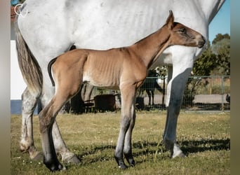 Lusitano, Hengst, veulen (01/2024), Bruin