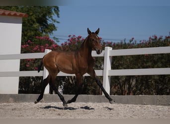 Lusitano, Hengst, veulen (01/2024), Bruin