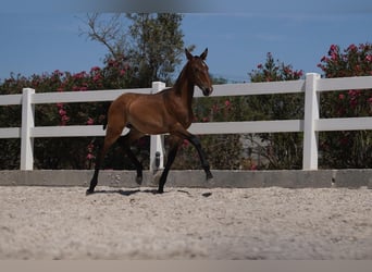 Lusitano, Hengst, veulen (01/2024), Bruin