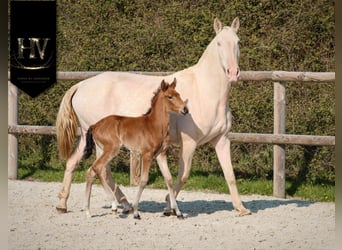 Lusitano, Hengst, Veulen (01/2026), Buckskin