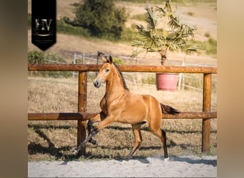Lusitano, Hengst, Veulen (01/2026), Buckskin