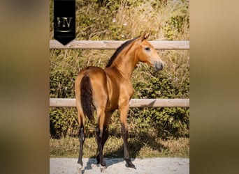 Lusitano, Hengst, Veulen (01/2026), Buckskin