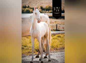 Lusitano, Hengst, Veulen (05/2025), Cremello
