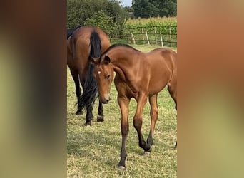 Lusitano, Hengst, veulen (04/2024), Pearl