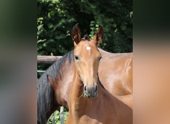 Lusitano, Hengst, veulen (04/2024), Pearl