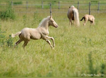 Lusitano, Hengst, veulen (05/2024), Pearl