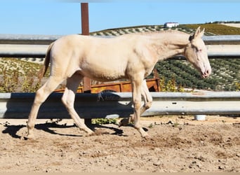 Lusitano, Hengst, veulen (04/2024), Perlino