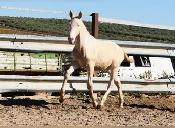 Lusitano, Hengst, veulen (04/2024), Perlino