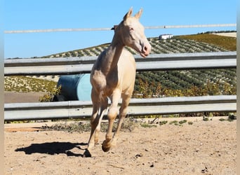 Lusitano, Hengst, veulen (04/2024), Perlino